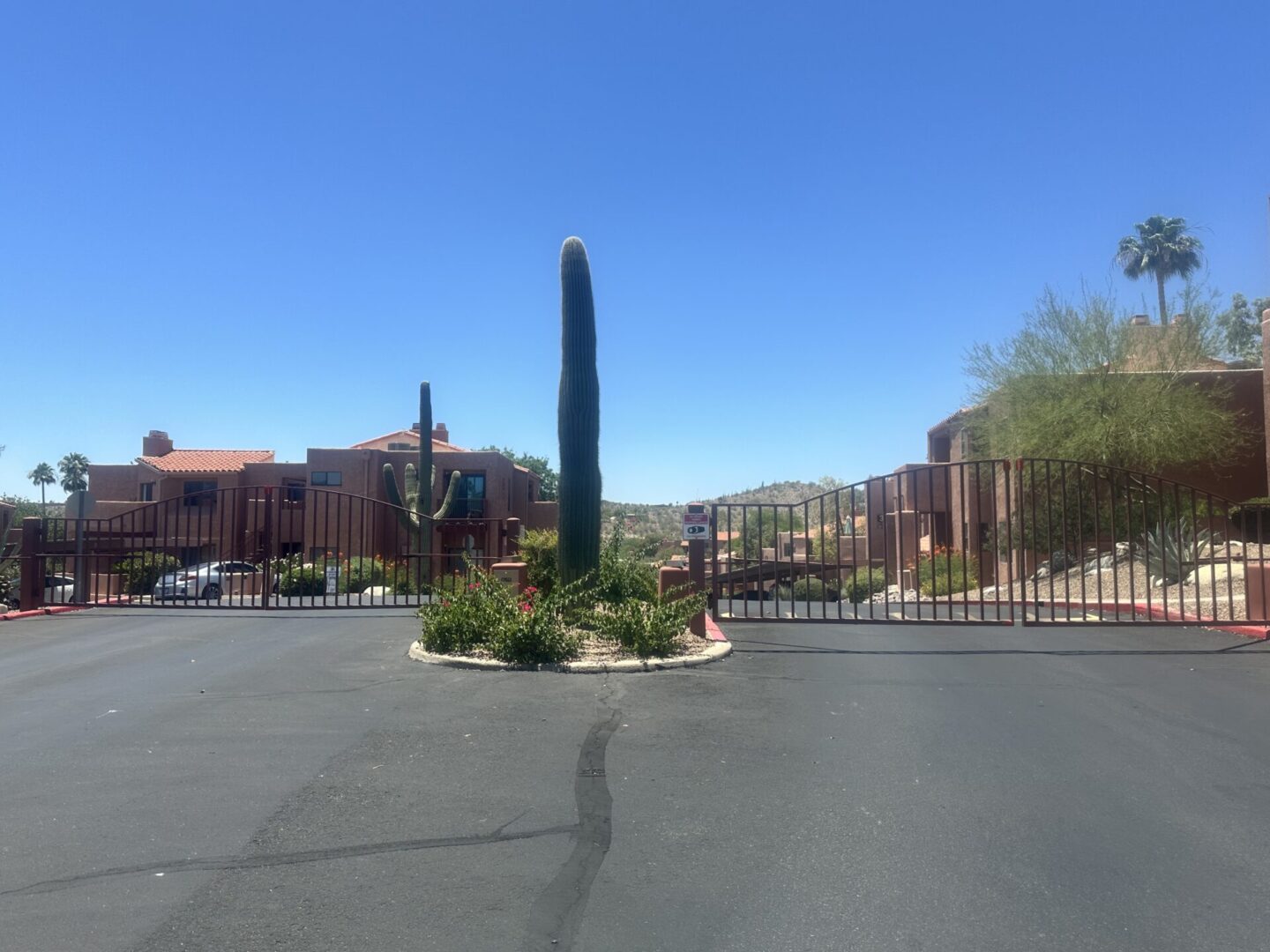 Tall cactus in a desert landscape near buildings under a clear blue sky.